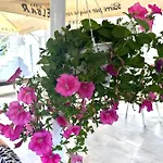 Family House & Free Parking Golem, Durres Lejlighed *